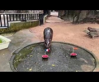 Replay En Thaïlande, un hippopotame nain prédit une finale France-Argentine de Coupe du monde
