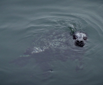 Replay Alaska : seuls au monde - S4E1 - La douceur du foyer