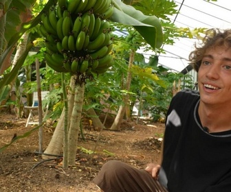 Replay Élément Terre, le reportage - En France, les cultures de fruits exotiques boostées par le dérèglement climatique
