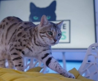 Replay La vie secrète des chats - S4E4 - Guerres de territoire
