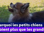 Replay On a de l'info - Pourquoi les petits chiens aboient plus que les grands ?