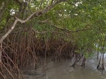 Replay Invitation au voyage - 19/11/2024 - La mangrove, terre nourricière des Martiniquais