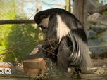 Replay Une saison au zoo - S13 E10