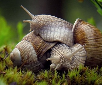 Replay Le narval et les mollusques à coquille - Curiosités animales