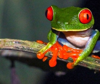 Replay Costa Rica, au chevet de la forêt tropicale - Nature, le retour du sauvage