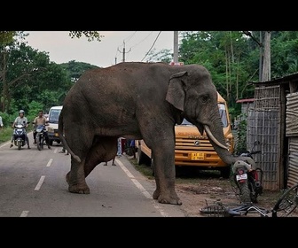 Replay Un éléphant blessé visite régulièrement un village indien pour chercher de la nourriture et de l'eau