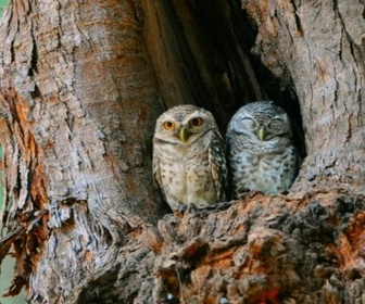 Replay Bébés animaux à croquer - Adorables oiseaux