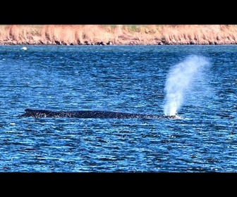 Replay Bloquée depuis un mois sur les côtes allemandes, la baleine Timmy voit son sort s'assombrir