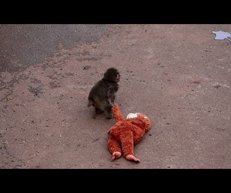 Replay Des foules au zoo japonais pour voir Punch, le bébé singe star du web