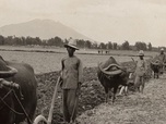 Replay Invitation au voyage - 13/10/2026 - Le carabao, fidèle allié des paysans philippins