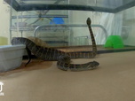 Replay Au cœur du zoo de New York - S4E8 - Super serpents !
