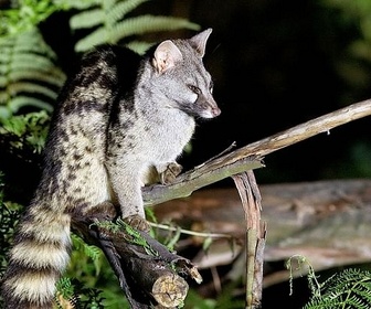 Replay Le Nord atlantique - L'Espagne sauvage