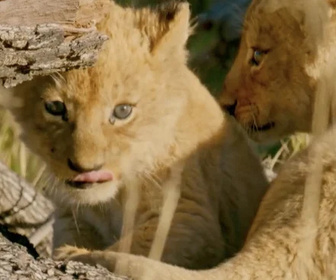 Replay Sur la terre des grands félins - 30/12/2025