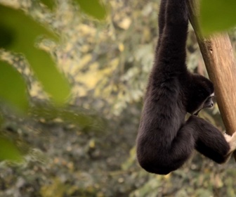 Replay Zoo: Le défi de demain - S1E6 - Un transfert à haut risque