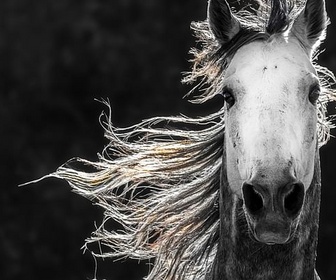 Replay À regarder en famille - Equus - Une histoire de chevaux et d'hommes