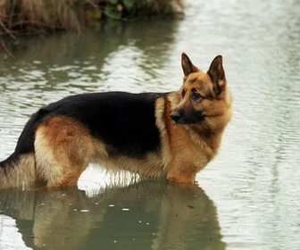 Replay Rex, chien flic - 28/08/2026