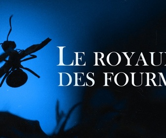 Replay Le royaume des fourmis