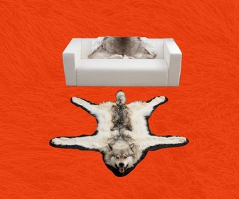 Replay Pourquoi la taxidermie est-elle si vivante ? - Gymnastique