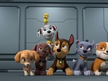 Replay Paw Patrol, la Pat'Patrouille - Mission camion : Panique sur l'autoroute