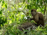 Replay La côte des hoazins - Guyana