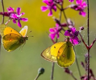 Replay L'histoire du papillon safrané