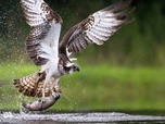 Replay Le retour du balbuzard pêcheur : un rapace en été