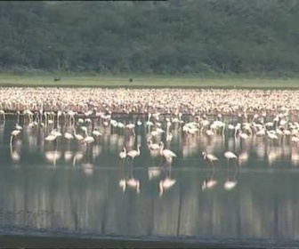 Replay Découverte du Monde - Parcs et réserves du Kenya