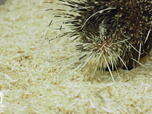 Replay Au cœur du zoo de New York - S2E9 - La danse du tigre