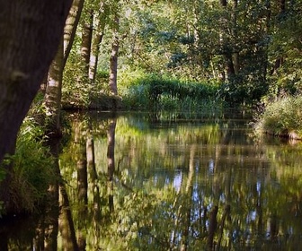 Replay La forêt secrète de la Spree - GEO Reportage