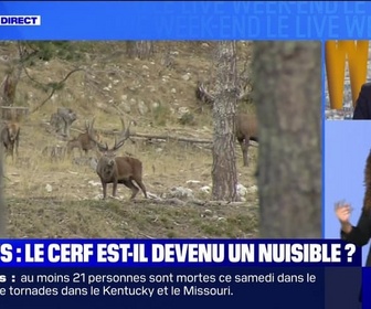 Replay Le live bfm - Forêts : le cerf est-il devenu un nuisible ? - 18/05