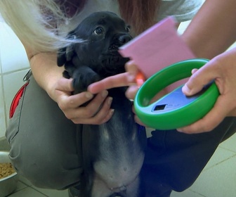 Replay Animaux à adopter - Sephira et Amos