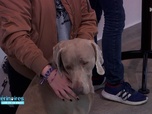 Replay Vétérinaires : leur vie en direct - L'examen d'Audrey, la panthère des neiges