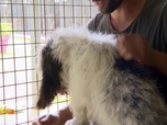 Replay Animaux à adopter - Ursula et Donald