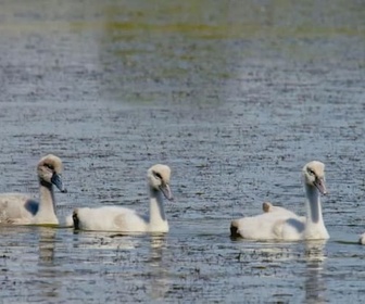 Replay Brière et Guérande - Les parcs naturels... en Minuscule