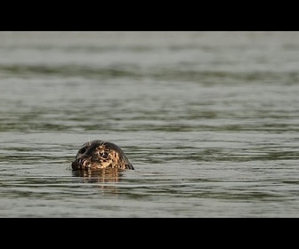 Replay En baie de Somme, la difficile conciliation entre le tourisme et la quiétude des phoques