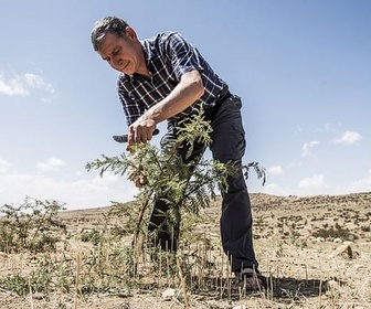 Replay L'homme qui ressuscite les arbres