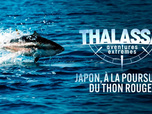 Replay Thalassa, aventures extrêmes - 09/03/2026