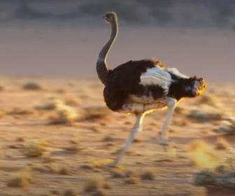 Replay Règne animal, les jeux de l'amour - 07/07/2026