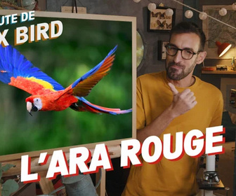 Replay La minute de Max Bird - L'Ara rouge