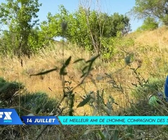 Replay TFX Infos - Les infos du 13 juillet 2025