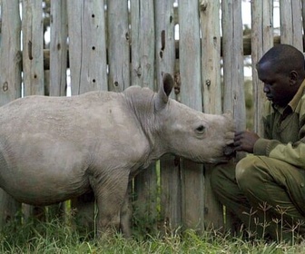 Replay Le dernier rhinocéros blanc