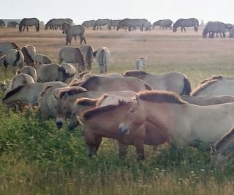 Replay Protéger les marais, landes et prairies - Bonnes nouvelles de la planète