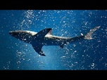 Replay Le requin perdu attire plus d'un million de visiteurs en Corée du Sud
