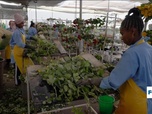 Replay Focus - Éthiopie : les producteurs de café et de fleurs coupées sous la pression des lois européennes