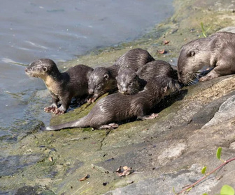 Replay Des loutres dans la ville - 08/04/2026