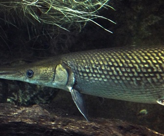 Replay River monsters - S1E2 - Alligator gar