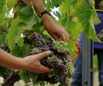 Replay Le vin bio, vraiment bio ?