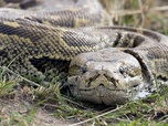 Replay Le royaume des animaux - La mort au bout des crocs - Serpents venimeux d'Afrique