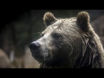 Replay No comment : deux ours survivent à l'incendie tragique d'un zoo en Crimée