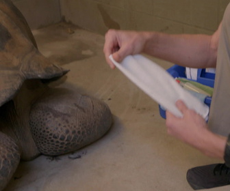 Replay Au coeur du zoo le plus beau du monde - S1E3 - Nouveau jour pour vieille tortue